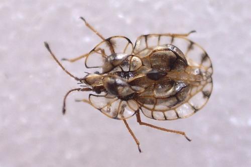 Réf. 211 326 : Galeatus maculatus